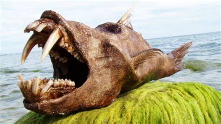 10 Most Bizarre Creatures Spotted In Alaska! YouTube