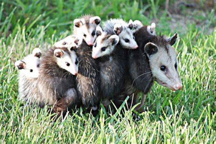 25 Cute Possum and Opossum Pictures Reader's Digest