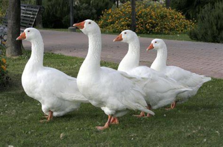 4 Styles Big White Goose TikTok Popular Anime Plush Toy Doll
