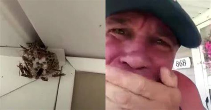 A man eats a nest... I get to the point eventually. If you can't