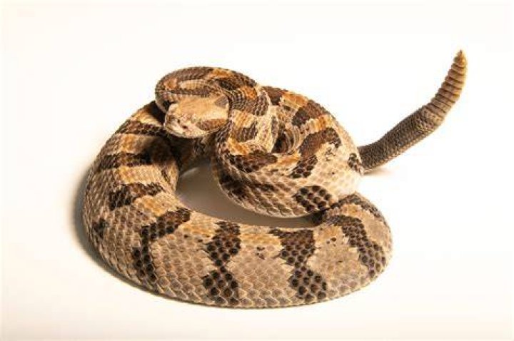 A Timber Rattlesnake, Crotalus horridus, drinking water by the edge of