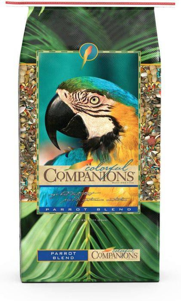 Barley The Parrot: A Colorful Companion