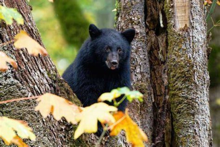 Bear falls to death from cliff after being chased and pelted with