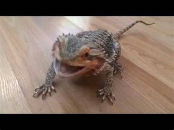 bearded dragon dancing YouTube