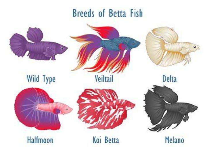 Betta Fish My local fish store does bettas right. Each has a 2.5 gal