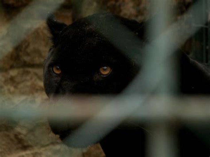 Black Panther Spotted in Hungary Said to Be in Mortal Danger Hungary