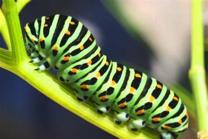 Capturing Symbolic Caterpillar Meaning on WhatsYourSign