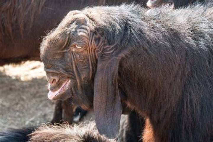 Damascus goat, Animal photography, Funny animals