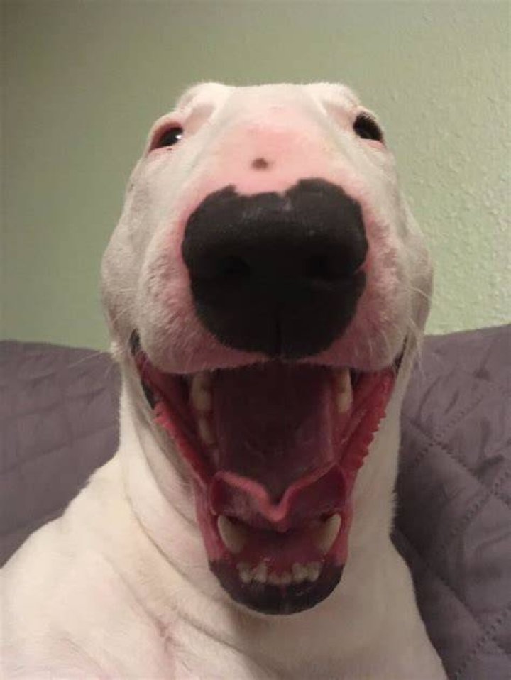 Did Walter the Dog Die? Truth Behind Walter Dog&rsquo;s Death by