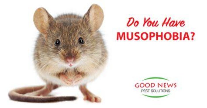 Do You Have Musophobia? Pestcheck Pest Control Blog