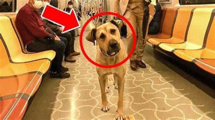 Dog Takes Subway Every Day So Someone Tracks Him Obsev