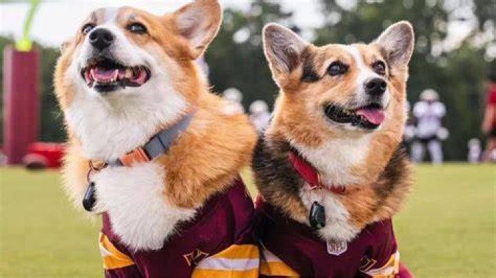 favourite dog, Olivia dies at 8 after a kidney emergency