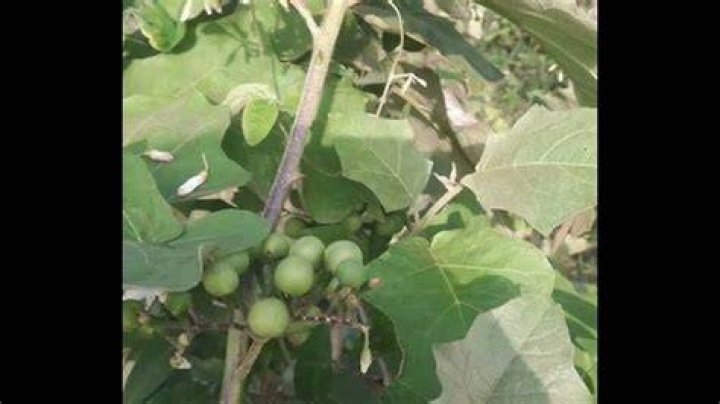 fey zanm&ograve;ret Saw dwe aprann deli,se Yon l&eacute;gumes li ye se pa fl&egrave;,detay