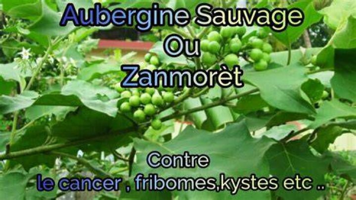 fey zanmoret bon pou kis,fibrom AK enfeksyon vajinal jis trete maladi