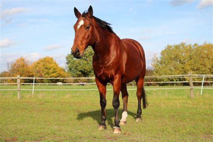 FileAmerican quarter horse.jpg