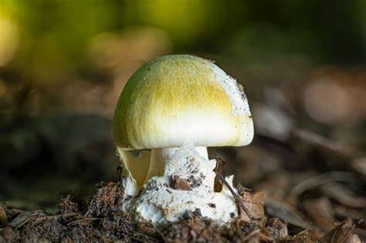 FileMushroom unidentified.jpg Wikimedia Commons