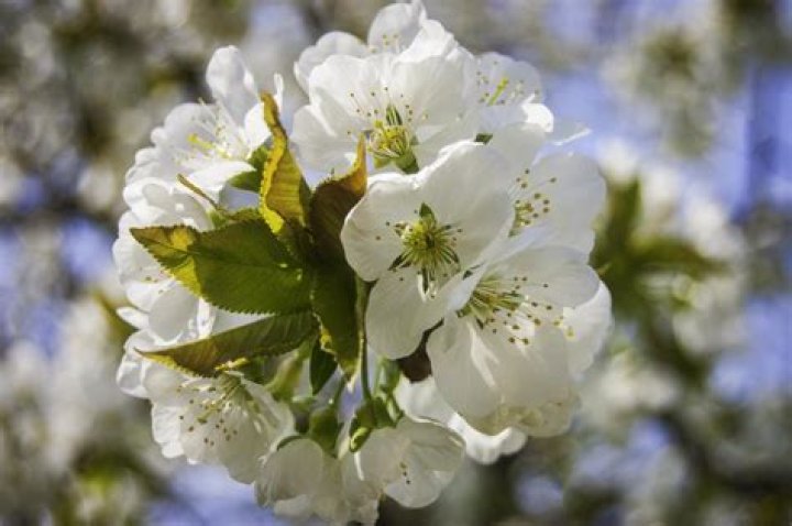 Free Images nature, blossom, white, field, meadow, prairie, flower