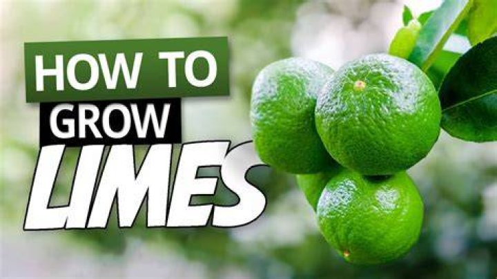 From Seed To Citrus: The Joy Of Growing Limes From Seed