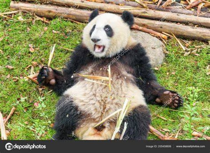 Funny expression of giant panda Meng Er breaking bamboo YouTube