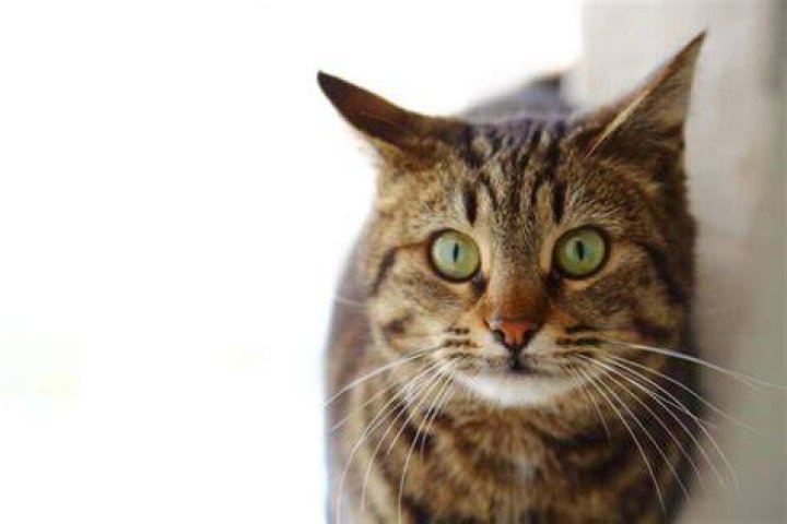 Gata envenenada &eacute; considerada morta por 26 minutos, mas ressuscita
