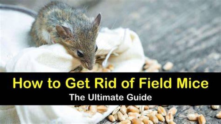 Get Rid Of Field Mice Basement Openbasement
