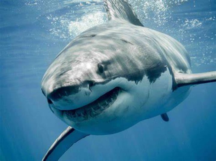 Great white sharks do not have eyelids. Their eyes roll into the back