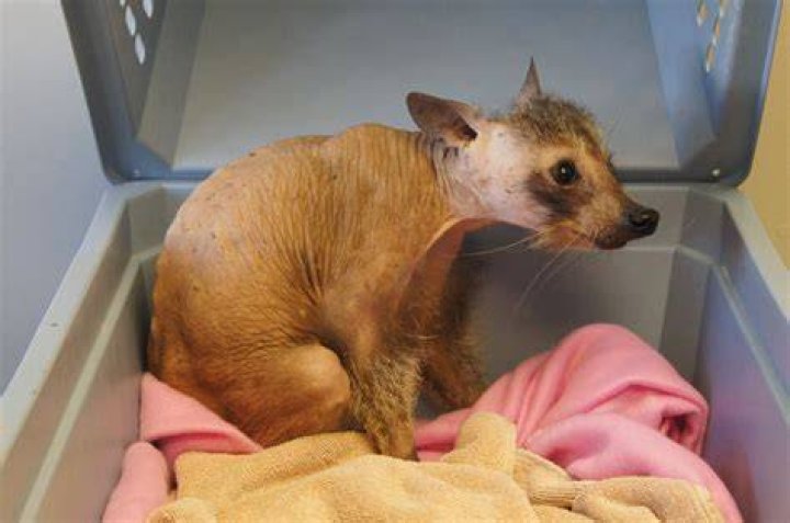 Hairless raccoon. Raccoon, Hairless animals, Fabulous beasts