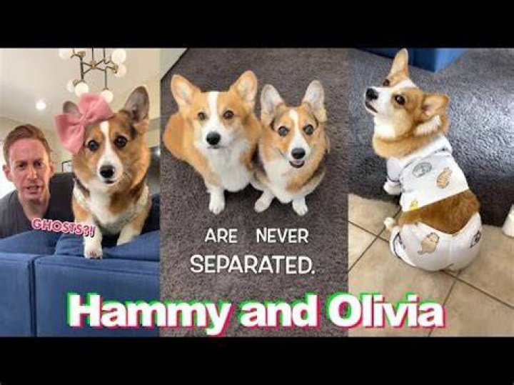 Hammy & Olivia Funny TikTok Videos 2021 Best Hammy and Olivia