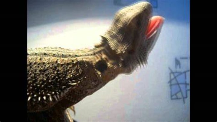 Harlem shake Lizard dancing bearded dragon YouTube