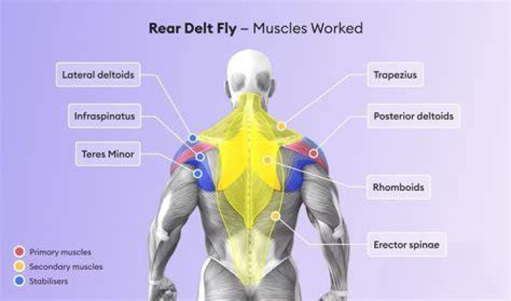 How To Do Rear Delt Cable Pull Correctly