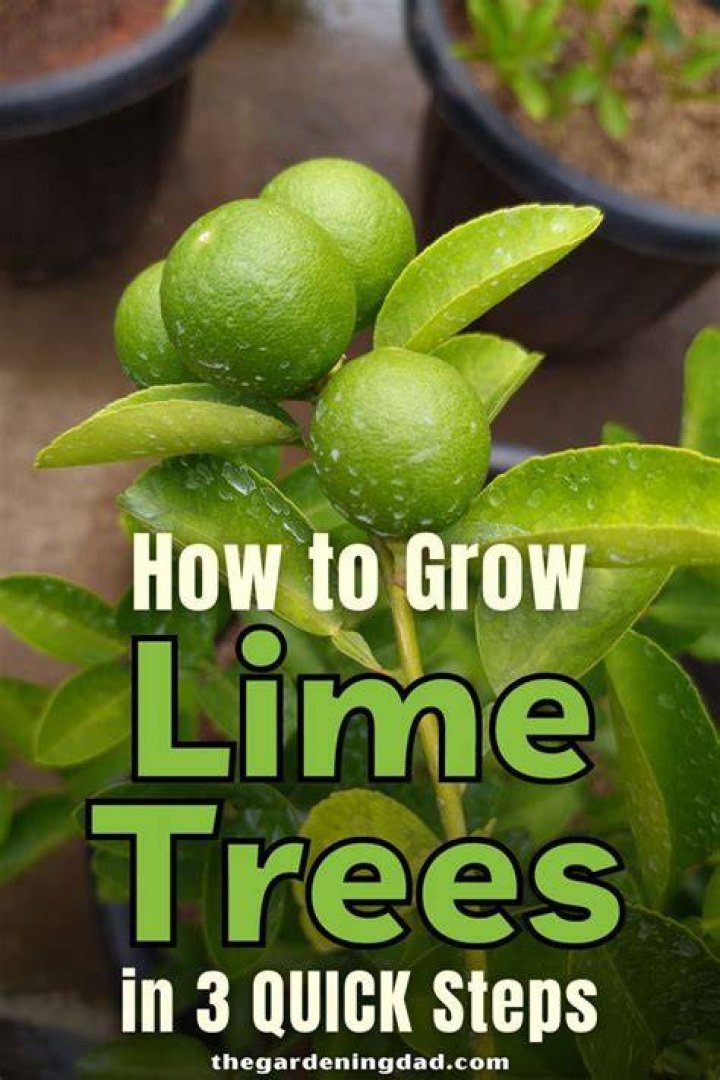 How To Grow A Lime Tree From Seed In Posts The Gardening Dad in 2020