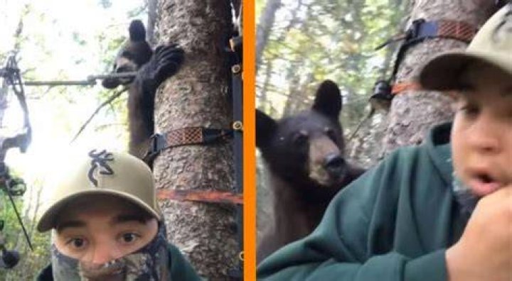 Hunter Films Bear Climbing Into Tree Stand With Him