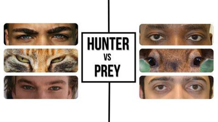 Hunter (Predator) Eyes vs Prey Eyes in Humans What Is It And How To Get It