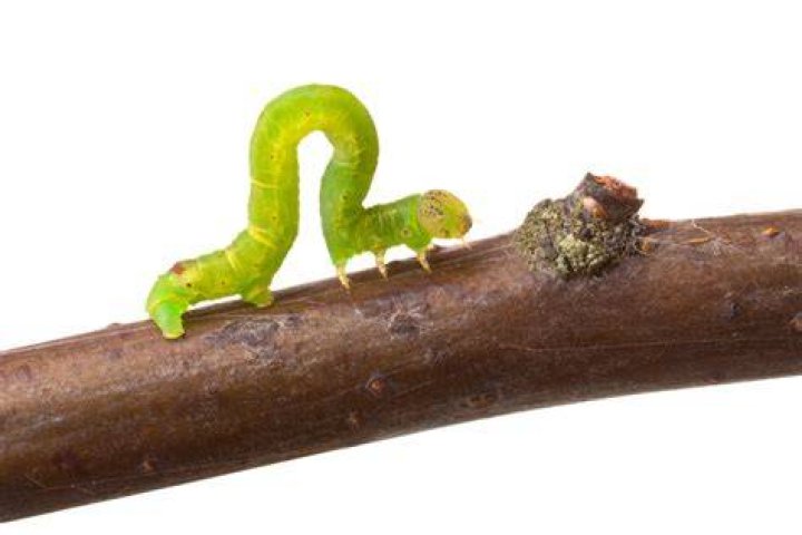 Identify and Control Inchworms
