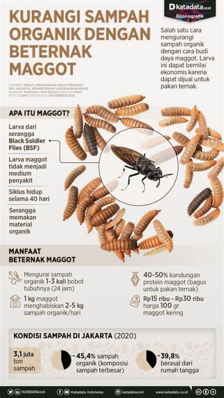 Kurangi Sampah Organik dengan Beternak Maggot News+ on RCTI+