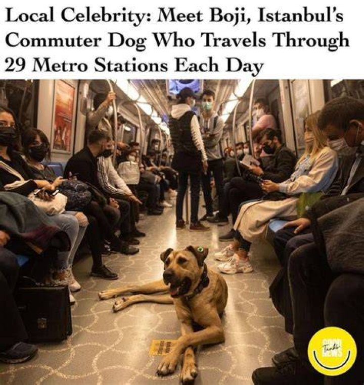 Local Celebrity Meet Boji, Istanbul&rsquo;s Commuter Dog Who Travels Through