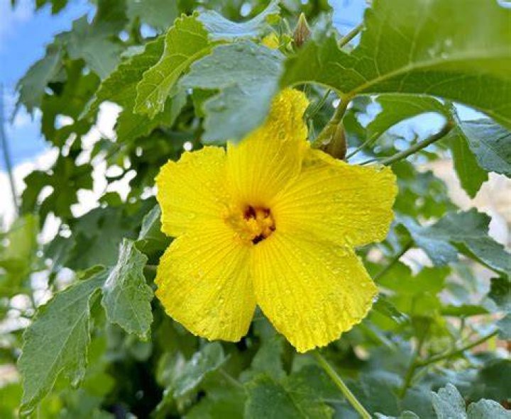 Ma&lsquo;o hau hele Native Hawaiian Garden (NHG121215) Hawaiian gardens