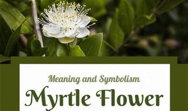 Moby Flower Meaning, Symbolism & Spiritual Significance Foliage