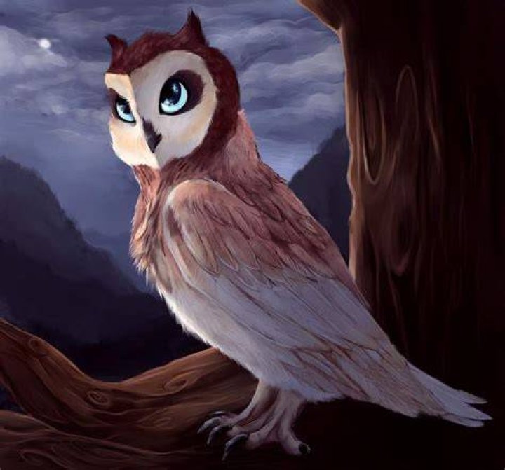 Owl anime Anime Amino