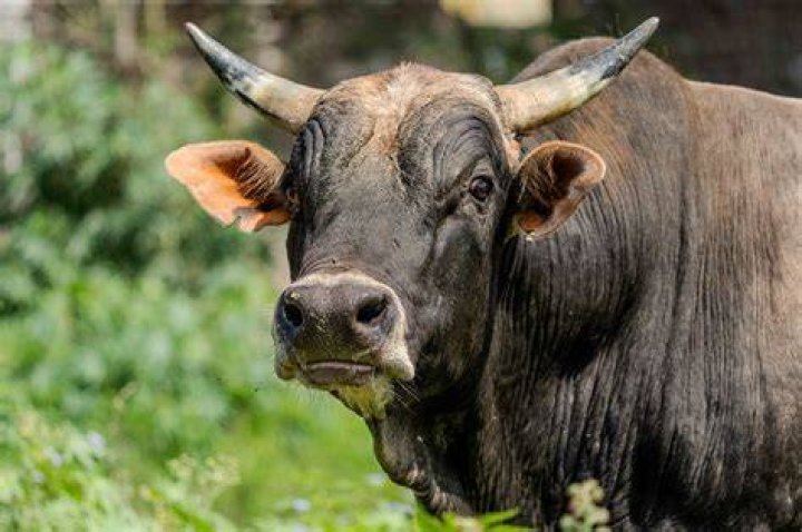 ox Google Search Cow pictures, Animals of the world, Carnival of