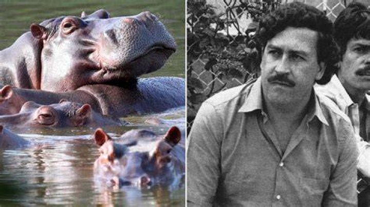 Pablo Escobar Biography, Death, Hippos, & Facts Britannica