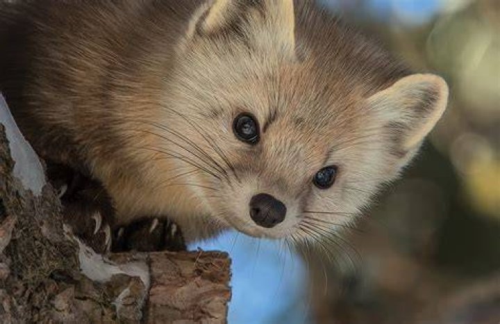 Pine Marten of Canada National Geographic Travel Animals wild, Cute