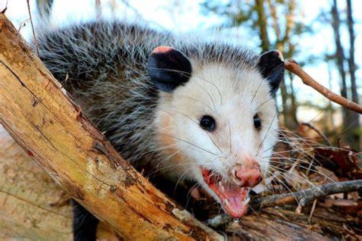 Possums Odd and Ancient (Part 2 of 2) Share the Outdoors
