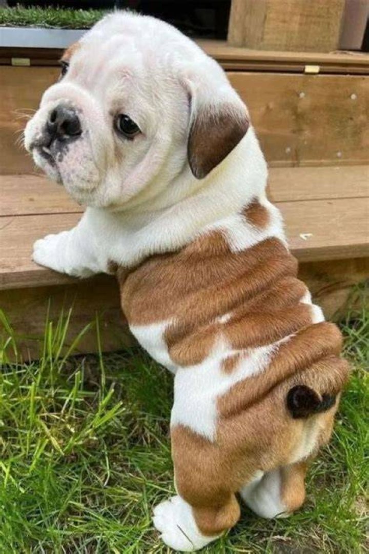 Puppy 3 on Tumblr