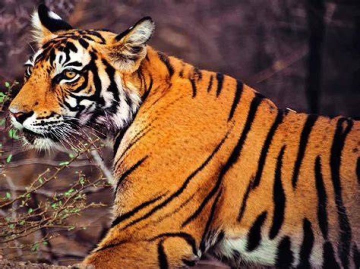 Read A Tiger's Den Manga English Online [Latest Chapters] Online Free