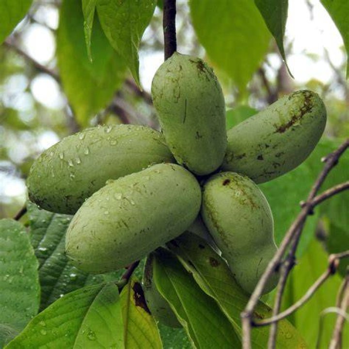 RiverRoots Fruit Pawpaw