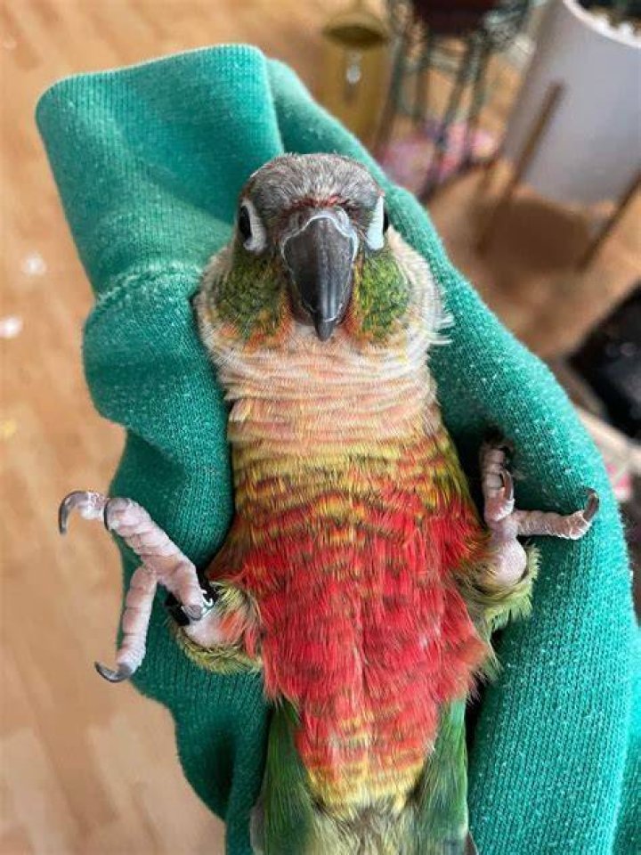 Savage dinosaur caught r/PartyParrot