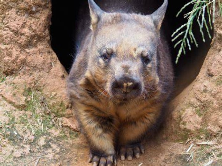 Scientists finally know how wombat butts make cubeshaped poops Fox News