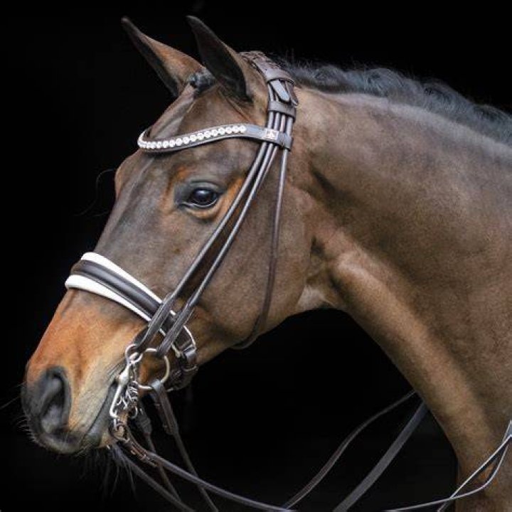 SD&reg; Belissimo bridle. Bl/Bl. XFULL. SD&reg; anatomic bridles SD Design Aps
