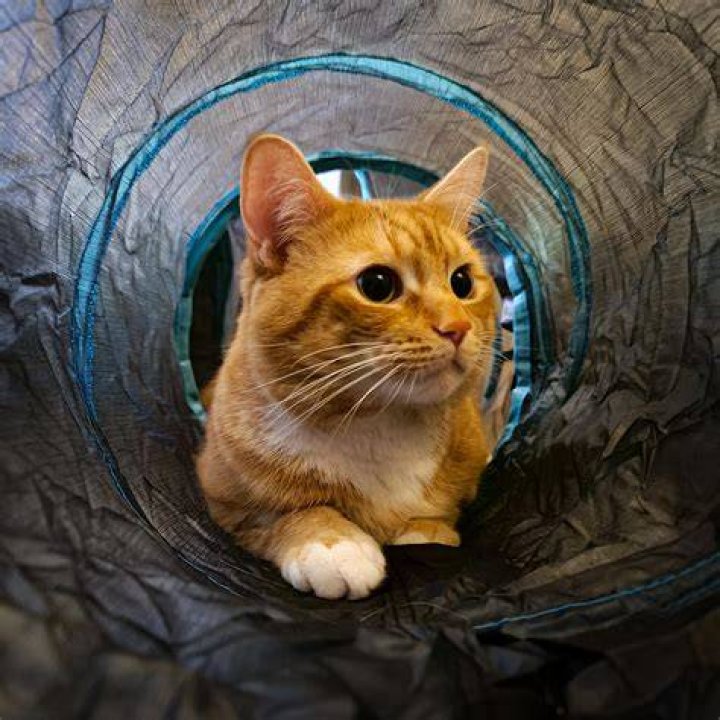 Simon in his tube Cats, Animals, Kitty